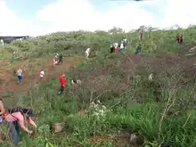 Cerro de Cristo Rey sigue reverdeciéndose de entre las cenizas