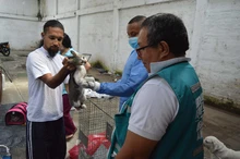 Jornada  de  esterilización gratuita para caninos y felinos del área de renovación urbana