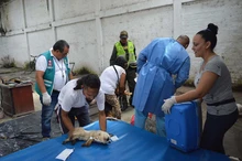 Jornada  de  esterilización gratuita para caninos y felinos del área de renovación urbana