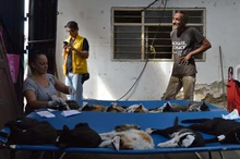 Jornada  de  esterilización gratuita para caninos y felinos del área de renovación urbana