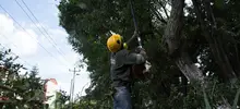 Nuevo manual de podas