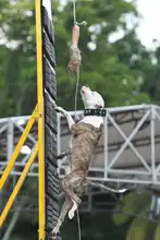 Perros y gatos también se gozan la Feria de Cali 1