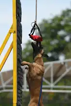 Perros y gatos también se gozan la Feria de Cali 5