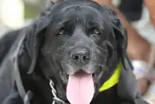 Perros y gatos también se gozan la Feria de Cali 6