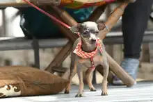 Perros y gatos también se gozan la Feria de Cali 7