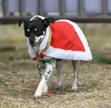 Perros y gatos también se gozan la Feria de Cali 10
