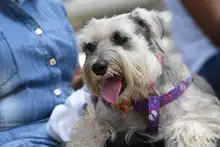 Perros y gatos también se gozan la Feria de Cali 11