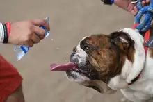 Perros y gatos también se gozan la Feria de Cali 13