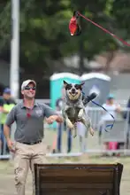 Perros y gatos también se gozan la Feria de Cali 14