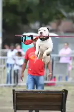 Perros y gatos también se gozan la Feria de Cali 15