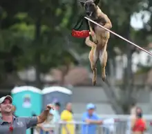 Perros y gatos también se gozan la Feria de Cali 19