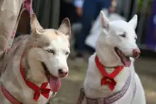 Perros y gatos también se gozan la Feria de Cali 22