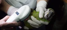 El Dagma reubicó 28 aves, luego de ser rehabilitadas en el hogar de paso