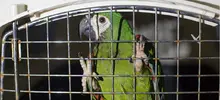 El Dagma reubicó 28 aves, luego de ser rehabilitadas en el hogar de paso