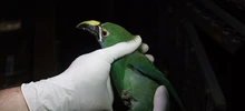 El Dagma reubicó 28 aves, luego de ser rehabilitadas en el hogar de paso