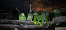 El Dagma reubicó 28 aves, luego de ser rehabilitadas en el hogar de paso