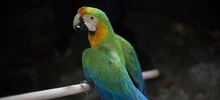 El Dagma reubicó 28 aves, luego de ser rehabilitadas en el hogar de paso