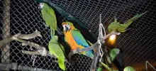 El Dagma reubicó 28 aves, luego de ser rehabilitadas en el hogar de paso