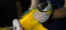 El Dagma reubicó 28 aves, luego de ser rehabilitadas en el hogar de paso