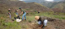 Alcaldía Municipal realiza siembras en zona rural para proteger el agua de Cali