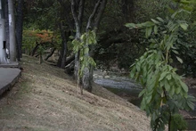 Bosques Urbanos