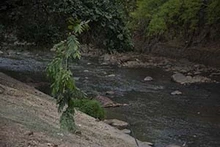 Bosques Urbanos