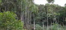 Con dos nuevos acuerdos de Pago Por Servicios Ambientales en La Leonera y Pichindé, Alcaldía sigue garantizándoles el agua a los caleños