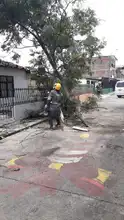 Dagma continúa atendiendo emergencias por caídas de árboles en Cali