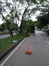 Dagma continúa atendiendo emergencias por caídas de árboles en Cali