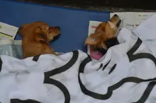 Con esterilización gratuita, caninos y felinos del área de renovación urbana de Cali, mejoran sus condiciones de vida