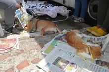 Con esterilización gratuita, caninos y felinos del área de renovación urbana de Cali, mejoran sus condiciones de vida