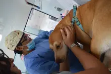 Con esterilización gratuita, caninos y felinos del área de renovación urbana de Cali, mejoran sus condiciones de vida