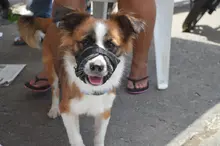Con esterilización gratuita, caninos y felinos del área de renovación urbana de Cali, mejoran sus condiciones de vida