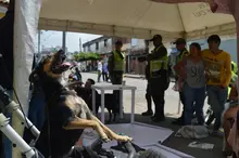 Con esterilización gratuita, caninos y felinos del área de renovación urbana de Cali, mejoran sus condiciones de vida