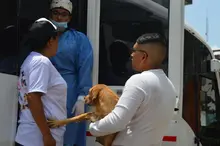 Con esterilización gratuita, caninos y felinos del área de renovación urbana de Cali, mejoran sus condiciones de vida