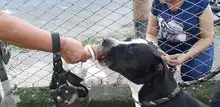 Cali cuenta con el primer parque exclusivo para mascotas