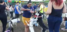 Cali cuenta con el primer parque exclusivo para mascotas