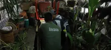 Cali inició la Semana Santa y Natural con cero reportes de uso de palma de cera