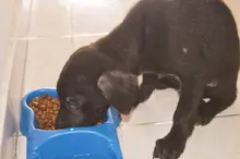 Avanza novedoso programa de rescate, recuperación y adopción de caninos y felinos del área de renovación urbana en el centro de Cali.