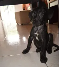 Avanza novedoso programa de rescate, recuperación y adopción de caninos y felinos del área de renovación urbana en el centro de Cali.