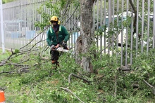 Así avanza la supervisión de la poda de árboles en Santiago de Cali 