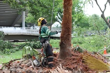 Así avanza la supervisión de la poda de árboles en Santiago de Cali 
