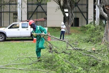 Así avanza la supervisión de la poda de árboles en Santiago de Cali 