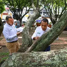 Con la Visitatón, el Dagma cumplió con más de 30 mil solicitudes de tala y poda de árboles en Cali