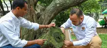 Con la Visitatón, el Dagma cumplió con más de 30 mil solicitudes de tala y poda de árboles en Cali