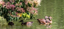 Patos