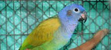 loro