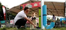 Más de 800 mascotas recibieron atención en feria de servicios ofrecida por la Alcaldía de Cali