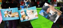Gatos y perros del área de renovación urbana ahora tienen un nuevo hogar gracias a la jornada ‘Cali de Pelos’ 