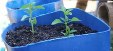  ‘Escuelas saludables’, nuevo proyecto del alcalde Armitage para mejorar la calidad de vida de estudiantes caleños